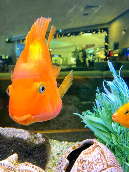 funny big goldfish in the aquarium, fish scales, fish eyes, wish fulfillment, joy and smile.