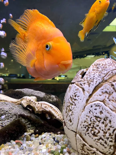 funny big goldfish in the aquarium, fish scales, fish eyes, wish fulfillment, joy and smile.
