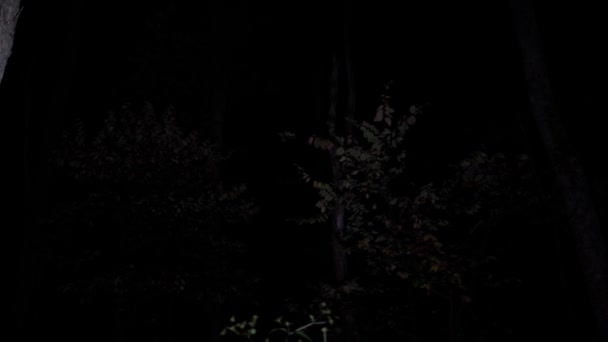 Camminare Notte Attraverso Boschi Spaventosi Vagabondando Nella Foresta Profonda Notte — Video Stock