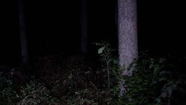 Прогулянки Через Страшні Ліси Вночі Блукаючи Глибоким Лісом Вночі Налякані — стокове відео