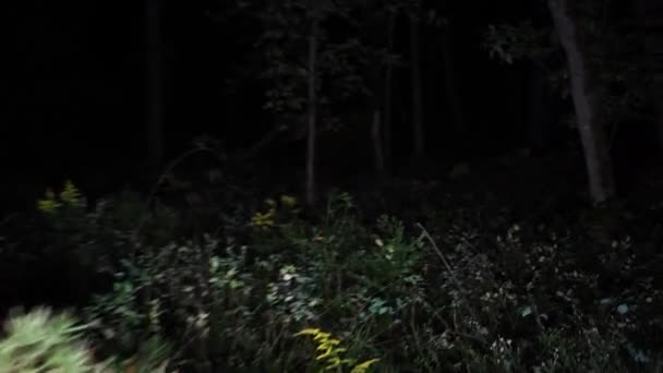 Walking Night Scary Woods Wandering Thorough Deep Forest Night Scared — Stock Video