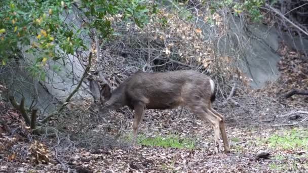 白尾鹿 脚爪受伤 鹿角畸形 北美白尾鹿在森林中放牧和行走时受伤 — 图库视频影像