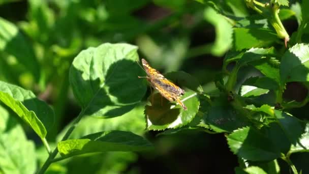 Perla Creciente Mariposa Encaramada Hoja Perla Creciente Mariposa Encaramada Hoja — Vídeo de stock