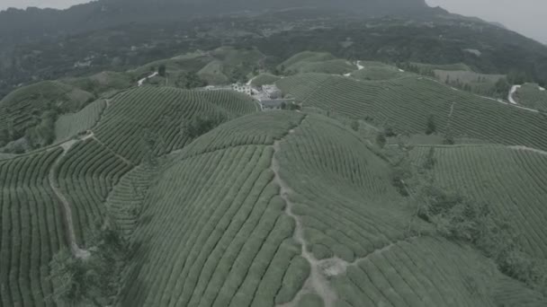 Drone Largi Peisaj Aerian Împușcat Câmpuri Ceai China Rurală Zburând — Videoclip de stoc