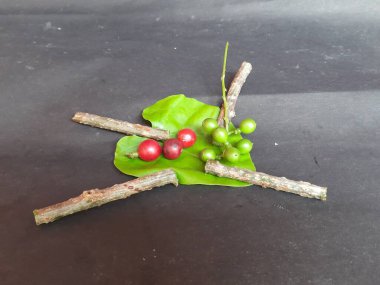 Giloy kırmızı meyve, yeşil meyve ve yaprak. Tinospora cordifolia, terk edilmiş ay tohumu, guduchi ve giloy olarak da bilinir, Menisperpermaceegenous familyasından bir şarap türüdür..