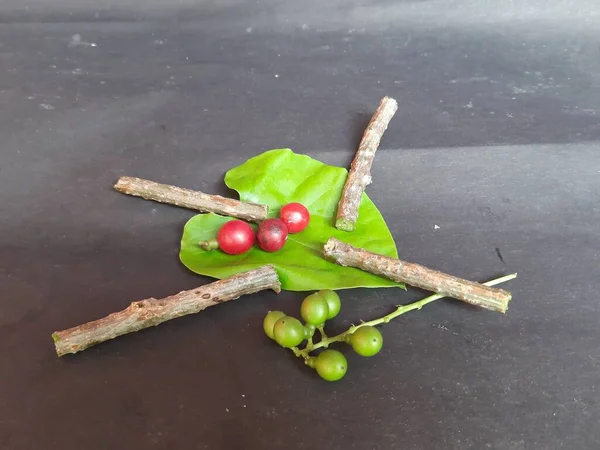 Giloy Röd Frukt Grön Frukt Och Blad Tinospora Cordifolia Som — Stockfoto