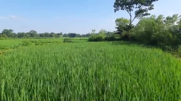 畑の緑の稲 緑の水田は雨季に農場 インドの稲作 水田概念における穀物です グリーン ライス フィールドの閉鎖だ 青空の中の水田背景 — ストック動画