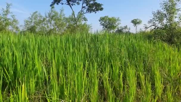 Pianta Riso Verde Campo Paddy Farm Verde Stagione Delle Piogge — Video Stock