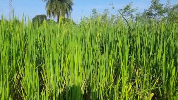 畑の緑の稲 緑の水田は雨季に農場 インドの稲作 水田概念における穀物です グリーン ライス フィールドの閉鎖だ 青空の中の水田背景 — ストック動画