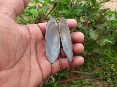 Unio pictorum kabuğu. Unio pictorum ya da ressamın midyesi orta boy taze su midyesinin özellikleridir. Bu anaquaticbivalvemolluskin aile Unionidae, nehir midyeleri.