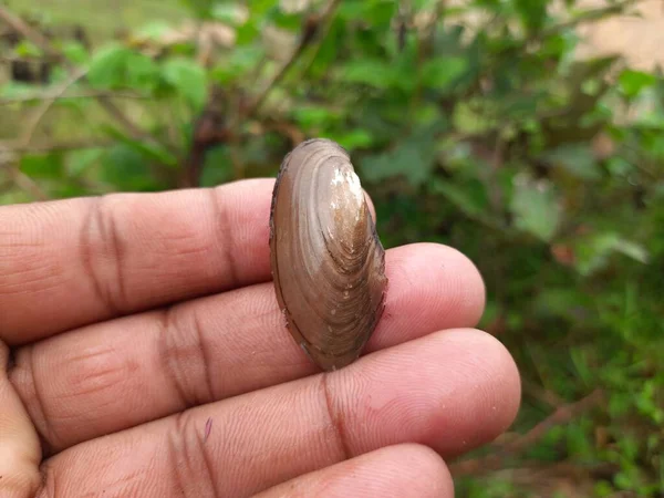 Unio Pictorum Shell Unio Pictorum Painter Mussel Speciesof Medium Size — Φωτογραφία Αρχείου