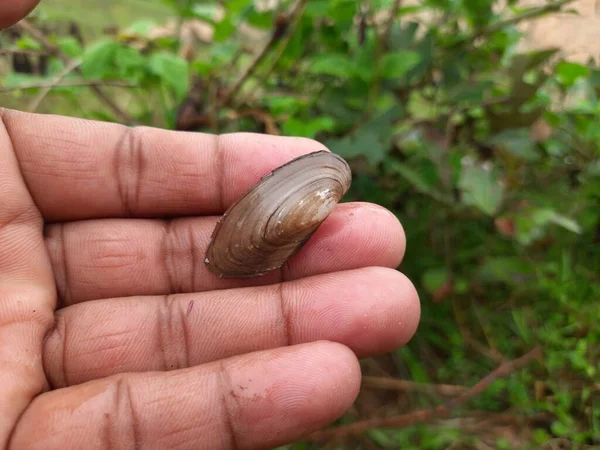 Unio pictorum kabuğu. Unio pictorum ya da ressamın midyesi orta boy taze su midyesinin özellikleridir. Bu anaquaticbivalvemolluskin aile Unionidae, nehir midyeleri.