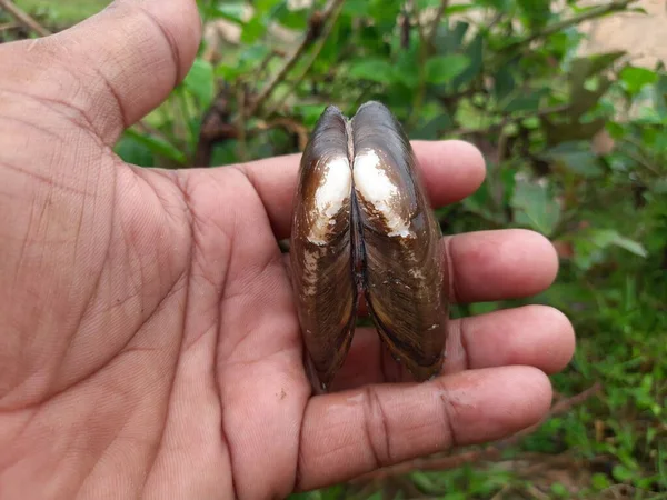 Unio Pictorum Shell Unio Pictorum Painter Mussel Speciesof Medium Size — Φωτογραφία Αρχείου