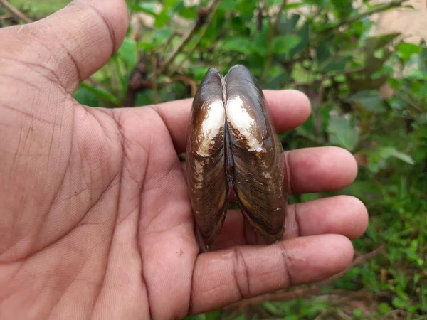 Unio Pictorum Shell Unio Pictorum Ellermålarens Mussla Medelstor Sötvattensmussla Dessa — Stockfoto