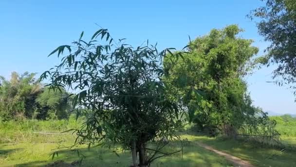 Bambusowe Drzewo Tle Niebieskiego Nieba Bambusoideabambusoidei Trawiastej Rodzinypoaceae Słowo Bambus — Wideo stockowe