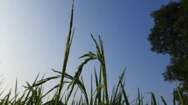 Mavi gökyüzünün altındaki çeltik tarlası. Paddy, Organik Tarım, Tarladaki Pirinç Kulakları. Pirinç kulağını kapat pirinç tarlasında rüzgarla savur. Çeltik tarlası kavramında tahıl. Yeşil pirinç tarlasını kapatın..