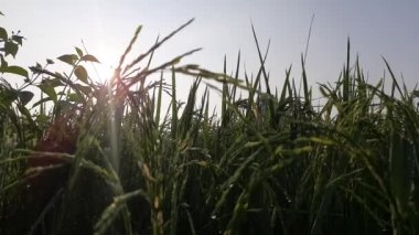 Mavi gökyüzünün altındaki çeltik tarlası. Paddy, Organik Tarım, Tarladaki Pirinç Kulakları. Pirinç kulağını kapat pirinç tarlasında rüzgarla savur. Çeltik tarlası kavramında tahıl. Yeşil pirinç tarlasını kapatın..