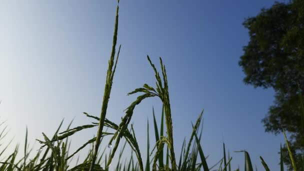 Pole Paddy Pod Błękitnym Niebem Paddy Rolnictwo Ekologiczne Uszy Ryżu — Wideo stockowe