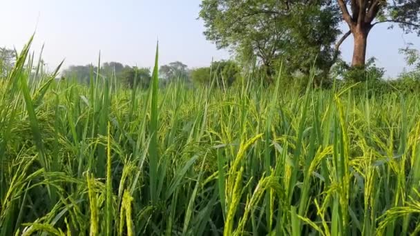 青空の下で水田 水田内の水田 有機農業 米の耳 水田の風に揺れる米の耳を閉じてください 水田概念における穀物です 緑の田んぼの近くで — ストック動画