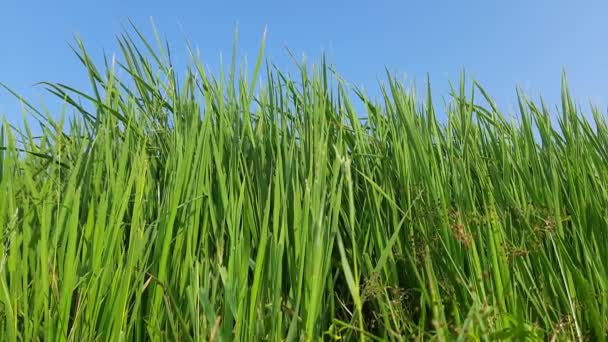 Pianta Riso Verde Campo Paddy Farm Verde Stagione Delle Piogge — Video Stock