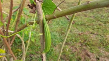 Luffa acutangula. Diğer adları ise; açılı luffa, Çin bamyası, kabak, kabak, kabak, sebze, süzgeç, lif, ipek, ipek kabak, bataklık bezi..