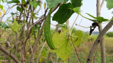 Luffa acutangula. Diğer adları ise; açılı luffa, Çin bamyası, kabak, kabak, kabak, sebze, süzgeç, lif, ipek, ipek kabak, bataklık bezi..
