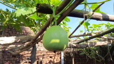 Şişe kabağı. Meyvesini almak için yanıp tutuşur. Diğer adları Calabash, Lagenaria siceraria, beyaz çiçekli kabak, uzun kavun, kuş evi kabağı, Yeni Gine fasulyesi ve Tazmanya fasulyesi..