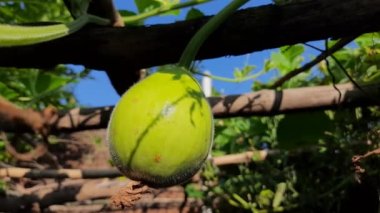 Şişe kabağı. Meyvesini almak için yanıp tutuşur. Diğer adları Calabash, Lagenaria siceraria, beyaz çiçekli kabak, uzun kavun, kuş evi kabağı, Yeni Gine fasulyesi ve Tazmanya fasulyesi..