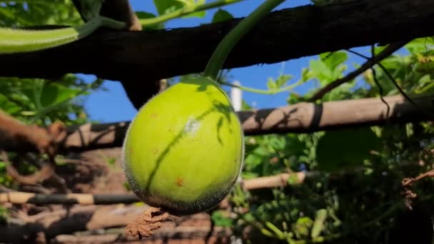 호리병박 열매를 초본으로 이름으로는 Calabash Lagenaria Siceraria White Frud Long — 비디오