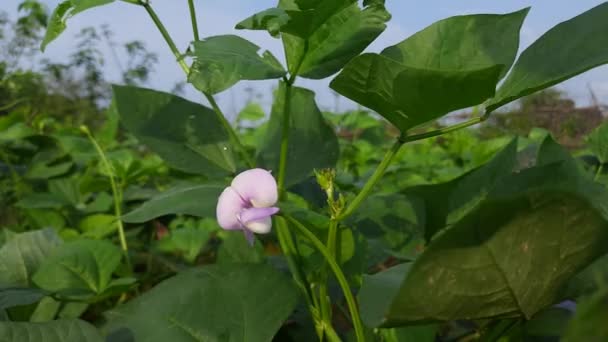 Flor Feijão Caupi Vegetal Popular Horta Índia Vigna Unguiculata Uma — Vídeo de Stock