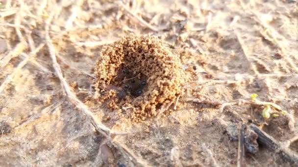 Les Fourmis Font Leur Maison Creuser Sol Intérieur Fait Ressortir — Video