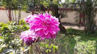 Sonbahar bahçesinde Dahlia çiçekleri. Çalı, tüberküloz, bitkisel bitkiler gündemi. Compositae ya da Asteraceae familyasının bir üyesi. Pembe Dahlia çiçeği.