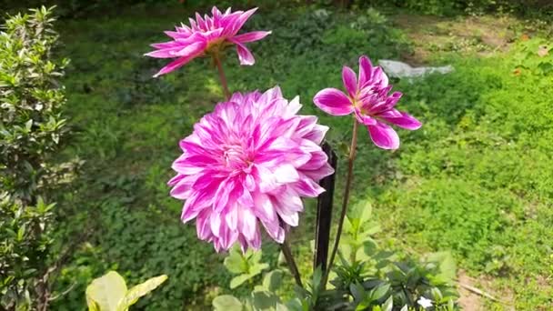 Fiori Dahlia Giardino Autunno Dahliais Agenus Piante Cespugliose Tuberose Erbacee — Video Stock