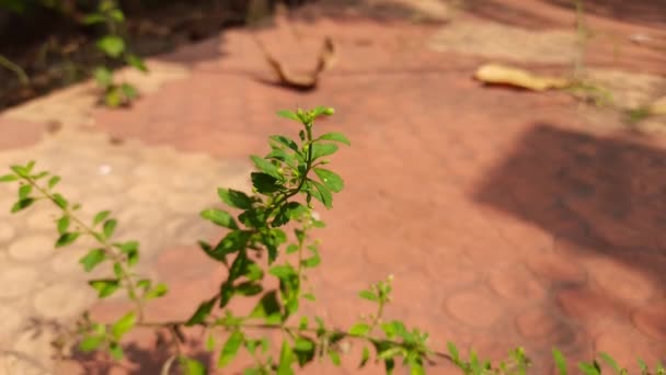 Scoparia Dulcisis Gatunek Rośliny Kwitnącej Rodzinie Plantanów Inne Nazwy Lukrecja — Wideo stockowe