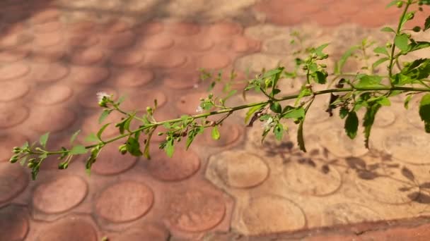 Scoparia Dulcisis Art Blommande Växt Groblad Familjen Dess Andra Namn — Stockvideo