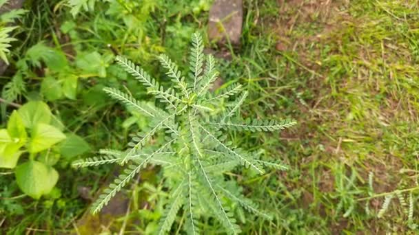 Phyllanthus Niruriplant Sus Otros Namesgale Del Viento Stonebreakerorseed Debajo Hoja — Vídeos de Stock