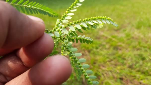 Phyllanthus Niruriplant Jeho Další Jméno Vítr Kamenné Semínko Pod Listím — Stock video