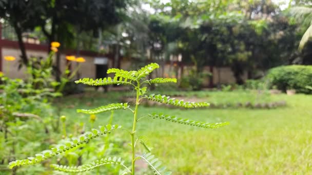 Phyllanthus Niruriplant Seus Outros Namesgale Vento Pedra Breakerorseed Sob Folha — Vídeo de Stock