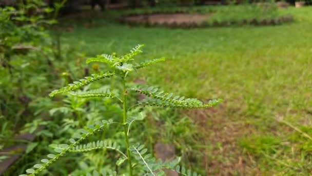 Phyllanthus Niruriplant Ben Mások Szél Szelének Kőtörőnek Vagy Levélmagnak Nevezik — Stock videók