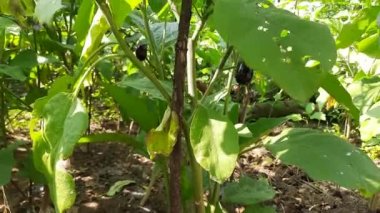 Patlıcan. Diğer adı patlıcan ve brinjal. Bir bitki türüdür. Gece gölgesi ailesi Solanae 'dir. Tüm dünyada yenilebilir meyveleri için yetişen bir bitki türüdür..