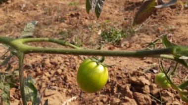Dal üzerinde olgunlaşmamış domates meyvesi. Sebze bahçesinde büyüyen genç yeşil domatesler. Organik tarım. Tarım konsepti. Omatom, Solanum lycopersicum bitkisinin yenilebilir berberidir..