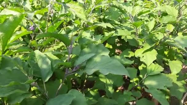 Φυτό Μελιτζάνας Άλλα Του Ονόματα Είναι Μελιτζάνες Και Brinjal Solanum — Αρχείο Βίντεο