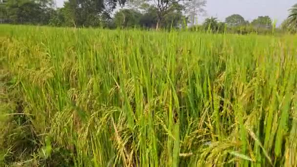 晴れた日に水田 水田内の水田 有機農業 米の耳 水田概念における穀物です 田舎に緑を蒔いた農地です インドの水田 — ストック動画
