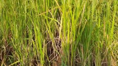 Güneşli bir günde çeltik tarlası. Paddy, Organik Tarım, Tarladaki Pirinç Kulakları. Çeltik tarlası kavramında tahıl. Kırsalda ekili yeşil tarım arazisi. Hindistan 'da pirinç tarlası. 