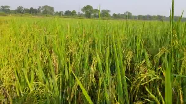 Поле Відпочинку Сонячний День Paddy Organic Agriculture Ears Rice Field — стокове відео