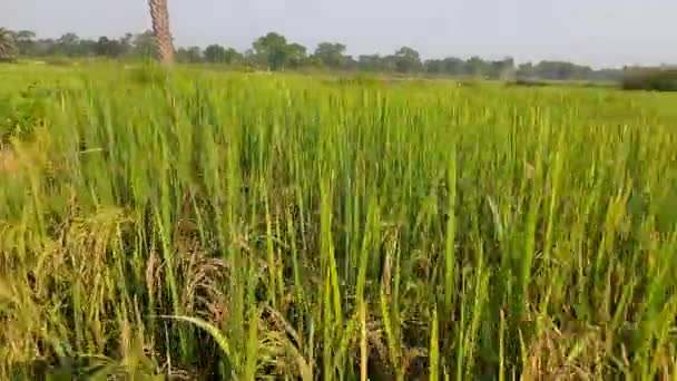 晴れた日に水田 水田内の水田 有機農業 米の耳 水田概念における穀物です 田舎に緑を蒔いた農地です インドの水田 — ストック動画