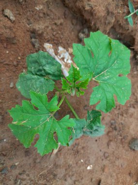 Acı kabak bitkisi. Bu bir asma bitkisi. Meyvesinin tadı acıdır. Bu diyabetik hastalar için çok iyi bir sebzedir. Diğer adları; acı kavun, acı kabak, balsam armudu..