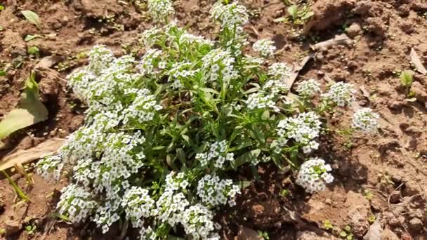 Verbena Verbena Agenusin Efamilyverbenaceae Contém Cerca 250 Espécies Plantas Herbáceas — Vídeo de Stock