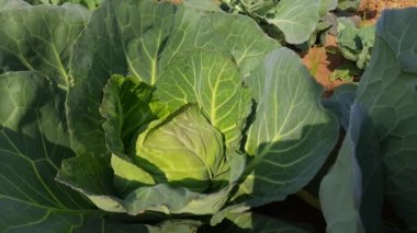 Lahana sebzesi. Yapraksı yeşil, kırmızı veya beyaz bir bienal bitkidir. Yoğun yapraklı başları için yıllık bir sebze mahsulü olarak yetiştirilir. En popüler yapraklı sebzedir. Tarlada lahana bitkisi.