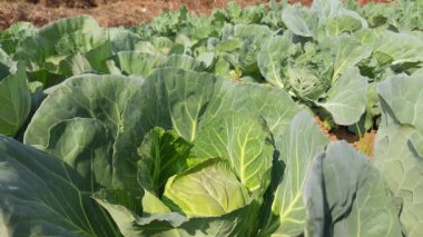 Lahana sebzesi. Yapraksı yeşil, kırmızı veya beyaz bir bienal bitkidir. Yoğun yapraklı başları için yıllık bir sebze mahsulü olarak yetiştirilir. En popüler yapraklı sebzedir. Tarlada lahana bitkisi.